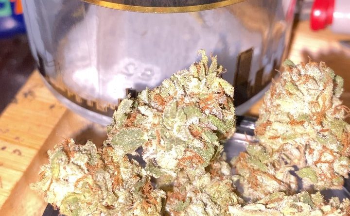 tri-fi by grizzly peak strain review by trunorcal420