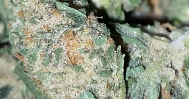 wonka bars by frosty flowers strain review by trunorcal420 2