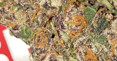 black cherry gelato by backpack boyz strain review by sjweedreview