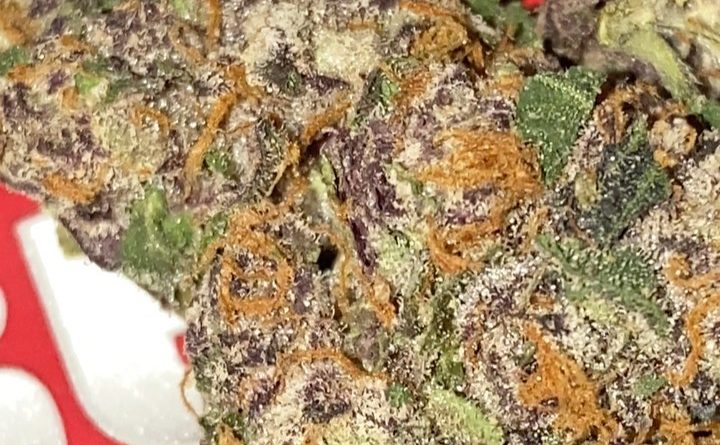 black cherry gelato by backpack boyz strain review by sjweedreview