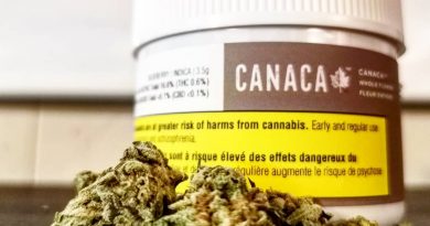 blueberry by canaca strain review by cannasteph