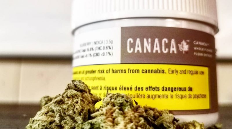 blueberry by canaca strain review by cannasteph