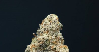 blueberry mac by maven genetics strain review by thefirescale 2