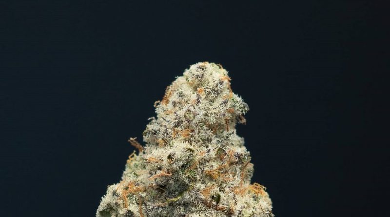 blueberry mac by maven genetics strain review by thefirescale 2