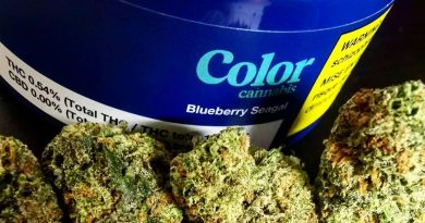 blueberry seagal by color cannabis strain review by cannasteph