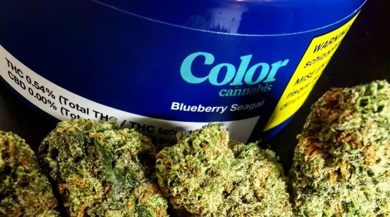 blueberry seagal by color cannabis strain review by cannasteph