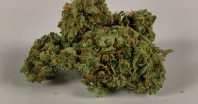 bruce banner #4 from green spirit strain review by trippietropical 2