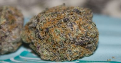 cake mintz by backpack boyz strain review by bigwhiteash