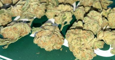 cannoli og from deli by caliva strain review by sjweedreview