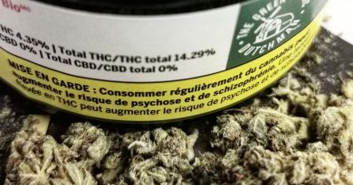 chocolope by the green organic dutchman strain review by cannasteph