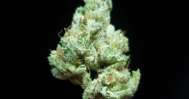 cookies n cream by jungle boyz strain review by thefirescale 2