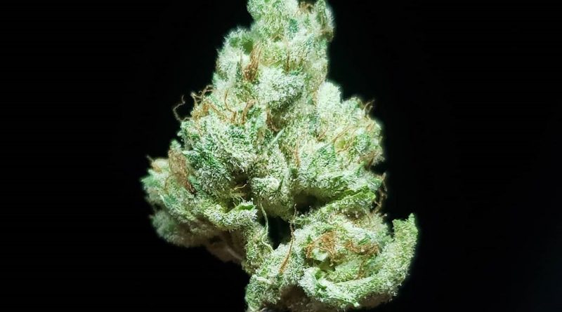 cookies n cream by jungle boyz strain review by thefirescale 2