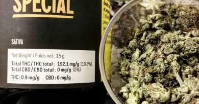 daily special by aurora cannabis strain review by cannasteph