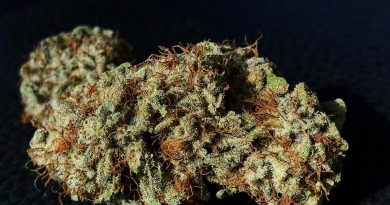 durango og #6 by cannapy builders strain review by diesel.dino