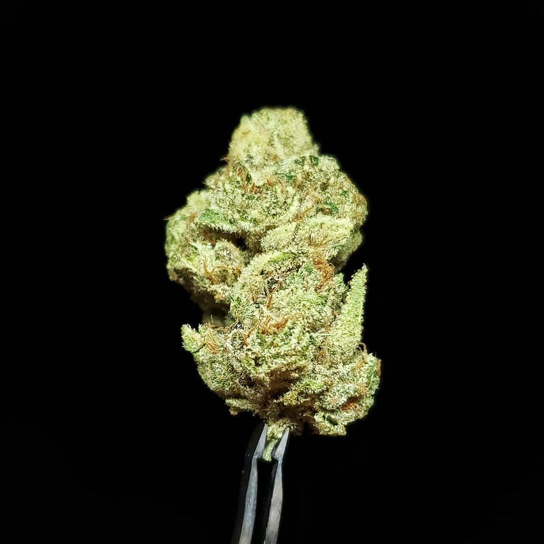 gelonade by connected california strain review by thefirescale 2
