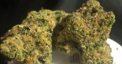girl scout cookies by truflower strain review by shanchyrls