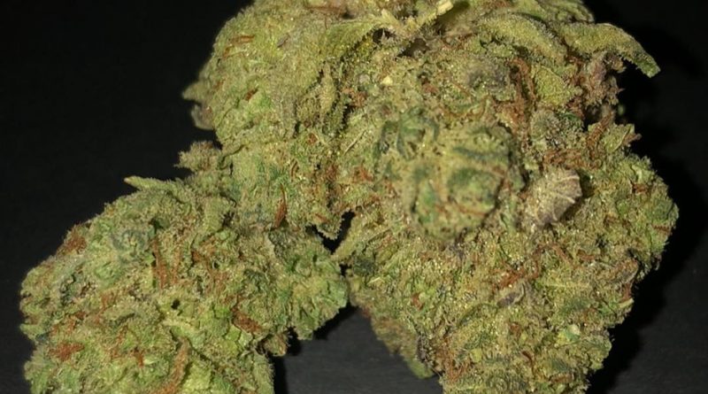 gorilla grapes by truflower strain review by shanchyrls 2