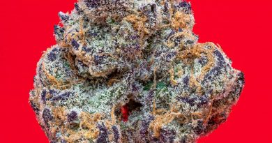 grape pie by cam strain review by thefirescale 2