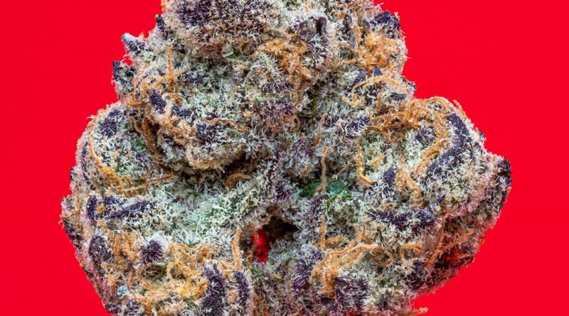 grape pie by cam strain review by thefirescale 2