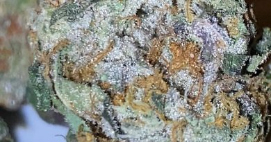 king's cake by kings garden strain review by trunorcal420