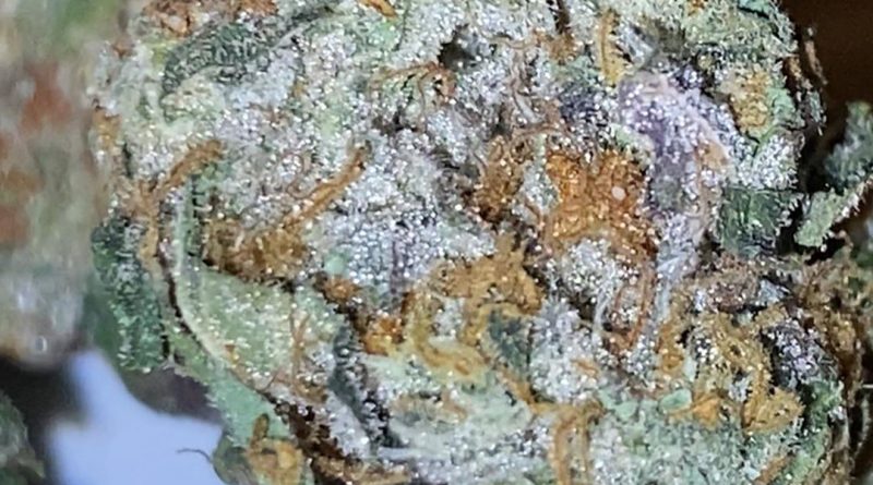 king's cake by kings garden strain review by trunorcal420