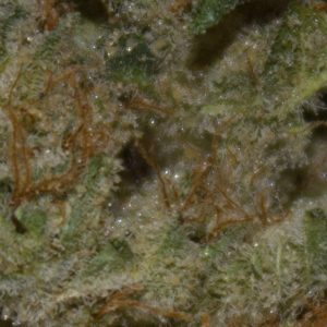 lemon cane by alien labs strain review by bigwhiteash 2