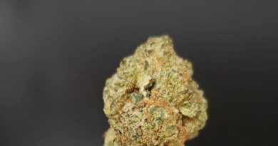 lucky #7 by 3brosgrow strain review by thefirescale 2