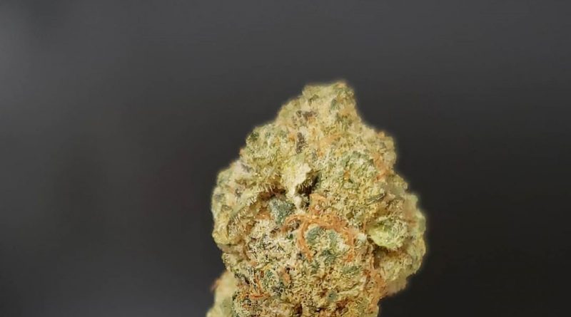 lucky #7 by 3brosgrow strain review by thefirescale 2