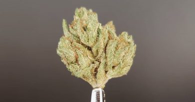 malibu fire 91 by wicked gardens strain review by thefirescale 2