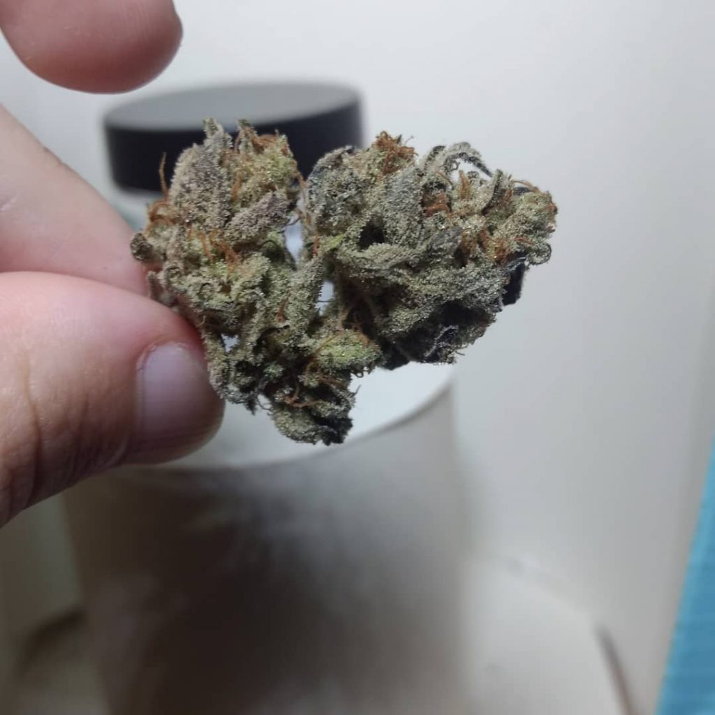 Strain Review Meat Breath by Old World Organics The Highest Critic