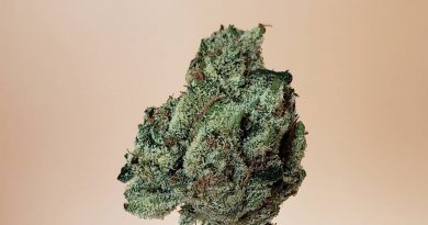mike larry by jungle boys strain review by thefirescale 3