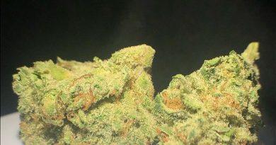 oregon lemons by truflower strain review by shanchyrls