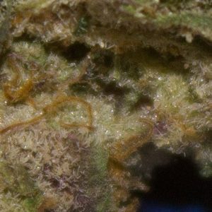 pan by backpack boyz strain review by bigwhiteash