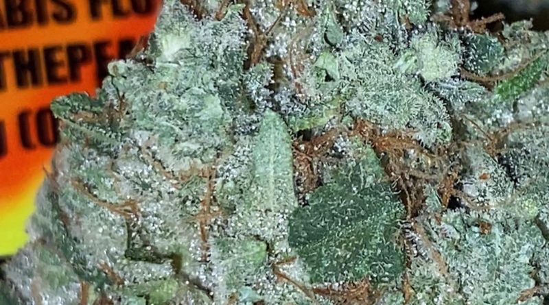 people'z champ by the peakz company strain review by trunorcal420 3