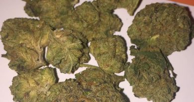 pineapple express by gage cannabis strain review by fullspectrumconnoisseur 2