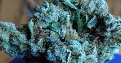 rogue og by rogue grown strain review by pdxstoneman 2