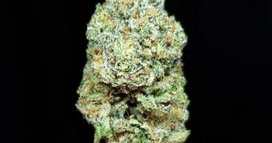 sherbacio by alien labs strain review by thefirescale 2