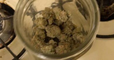 smores by cannapy builders strain review by diesel.dino