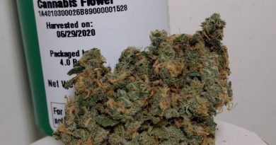 snoop's dream by high winds farm strain review by pdxstoneman 2