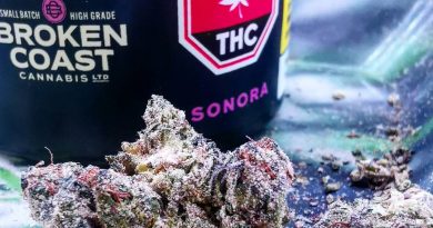 sonora by broken coast strain review by cannasteph