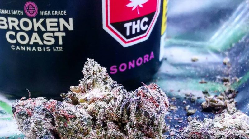 sonora by broken coast strain review by cannasteph