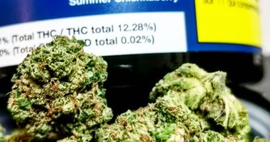 summer shiskaberry by color cannabis strain review by cannastep