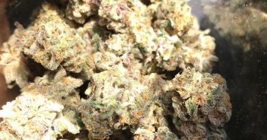sunset stomper #3 by cannapy builders strain review by diesel.dino