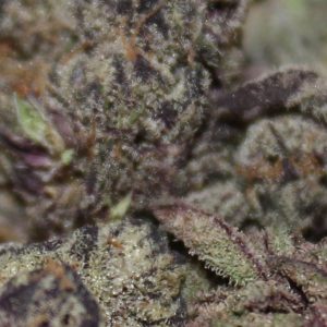 Strain Review Tiramisu By Backpack Boyz The Highest Critic