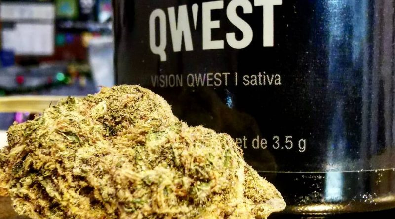 vision qwest by qwest strain review by cannasteph