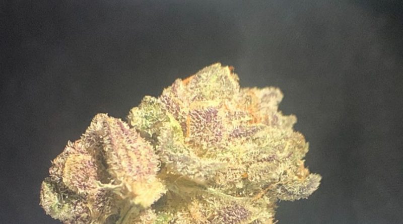 white buffalo by truflower strain review by shanchyrls