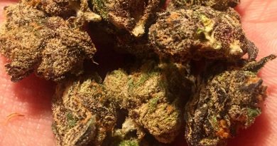 white runtz by gage cannabis strain review by fullspectrumconnoisseur 2