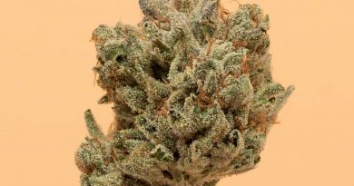 white walker og by cannabiotix strain review by thefirescale 2