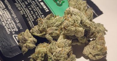wifi mints from tlc collective strain review by fullspectrumconnoisseur