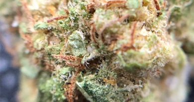 acdc by muv strain review by shanchyrls